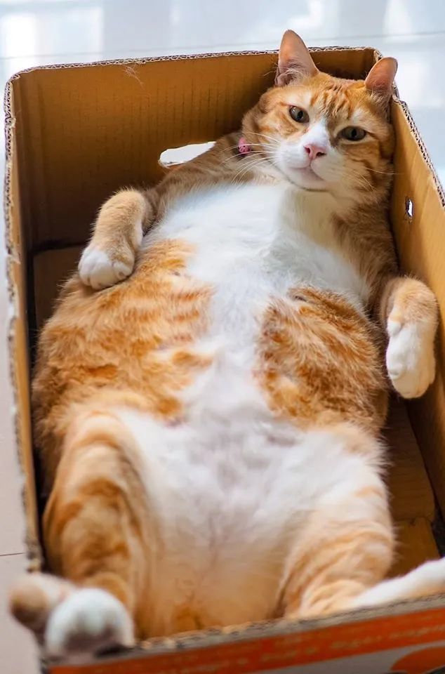 十只橘猫九只胖,这里有只压倒炕