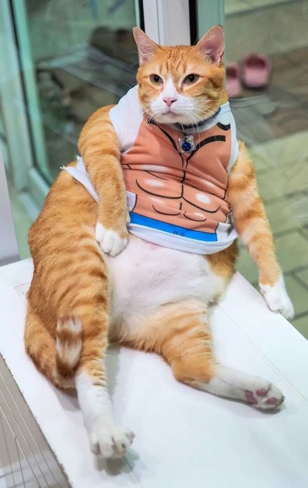 十只橘猫九只胖,这里有只压倒炕