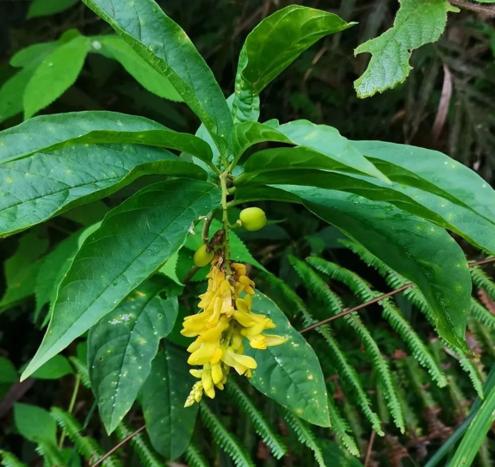 客家地区这种植物浑身都是宝可煲汤能煮茶做菜药用价值还极高
