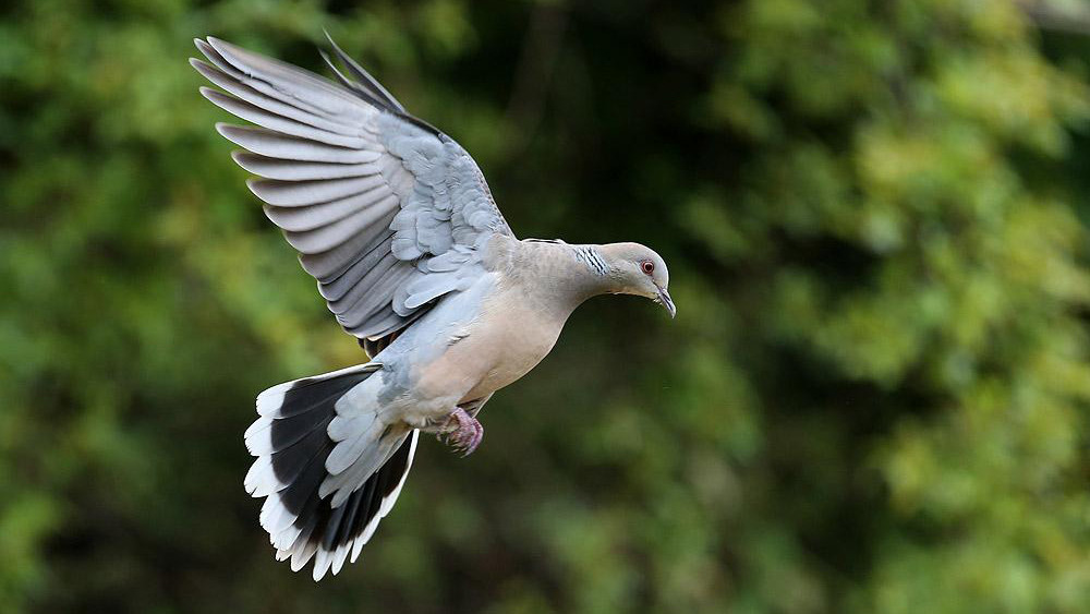 我在三有保护动物名录里面检索了一下,欧斑鸠,山斑鸠,灰斑鸠,珠颈斑鸠