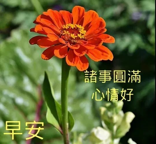 8月3日最漂亮的早上好祝福语图片温馨清晨群发短语暧心问候动图 正能量励志语录大全