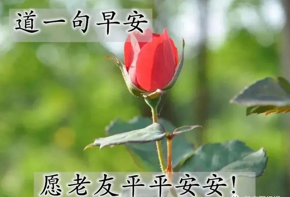 最新版早上好漂亮動態祝福圖片,清晨早安很讚的問候表情帶字