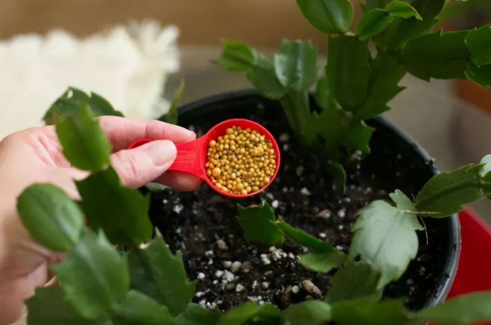 养花为什么要施肥 施什么肥 掌握施肥要点 合理选择购买肥料 腾讯新闻