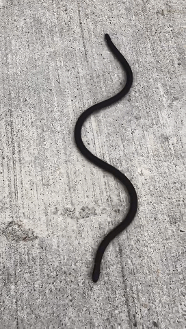 杭州此地惊现神秘黑蛇!一前一后两个头,倒着爬行!史书曾有记载