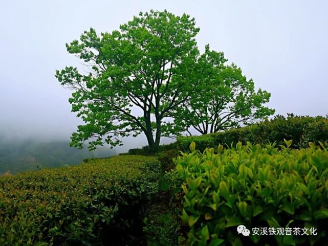 安溪鐵觀音,七泡有餘香