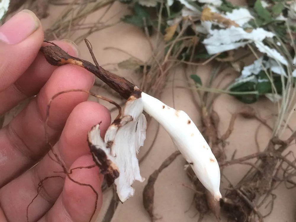 农村一种埋土里的"鸡腿",儿时挖了当零食吃,如今才知价值极高