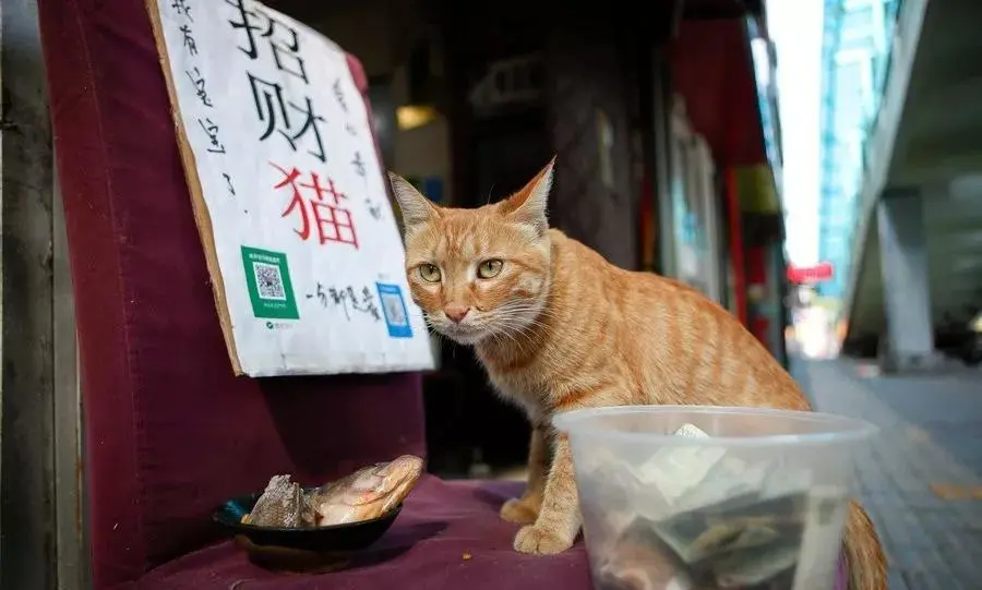 不过,有猫友就表示不服了,人家猫咪可都是招财猫,能自己赚钱养活自己