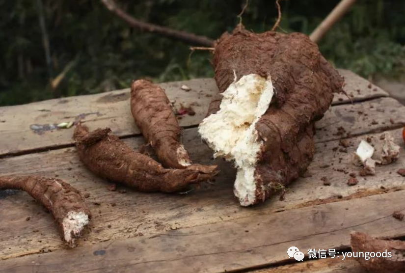 对治疗"青春痘"有奇效的野葛根,你了解多少?