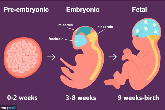 胚期(embryoic period)和胎期(fetal period)