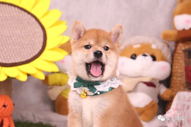 柴犬幼崽有黑口罩不要扔 养养会惊艳到你