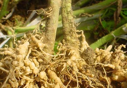 茶园病虫害:茶苗根结线虫病的防治