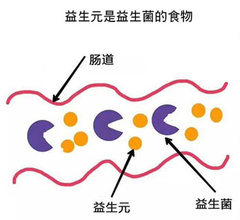 三分钟搞懂益生菌益生元合生元的区别别再选错了