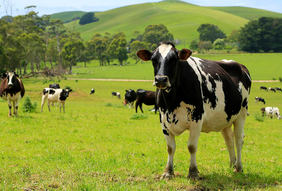 我国自主研发奶牛选育芯片有望产业化