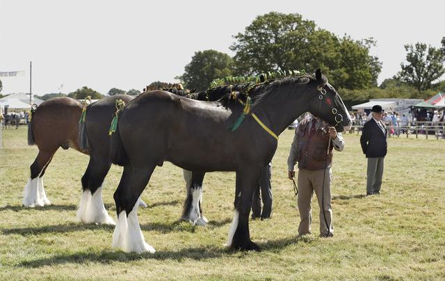 horse)是古老的品種之一,世界知名的巨型挽用馬,也是世界上體型最大的