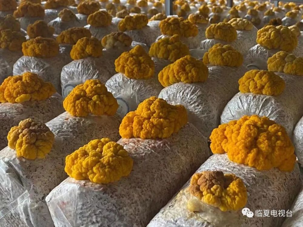 菌类新贵族金耳在我州试种成功