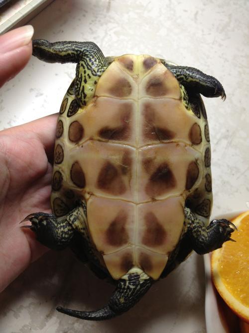 症状严重的用稀释的葡萄糖水浸泡,可以缓解其脱水症状,之后再让乌龟