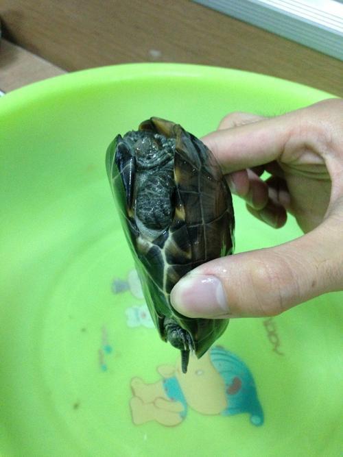 先缓解其脱水症状,再静养恢复1,如果乌龟脱水时间较长,四肢紧缩,停止