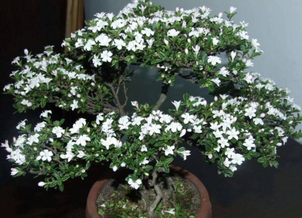 日本六月雪盆景图片