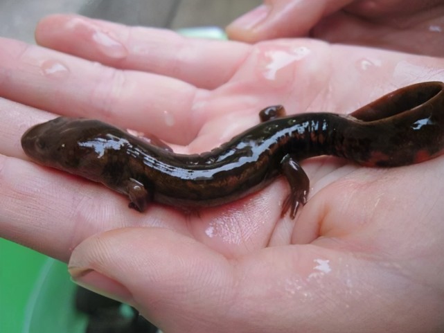 不管是野生的還是人工飼養的娃娃魚,其體表顏色多為黑褐色,但這次在