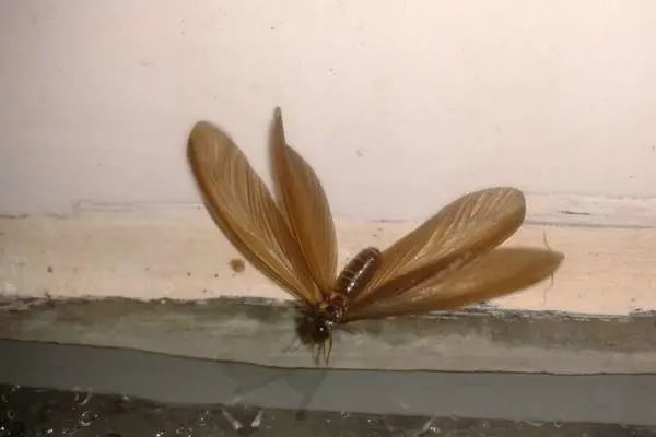 涨水蛾子居然是啃木头的白蚁