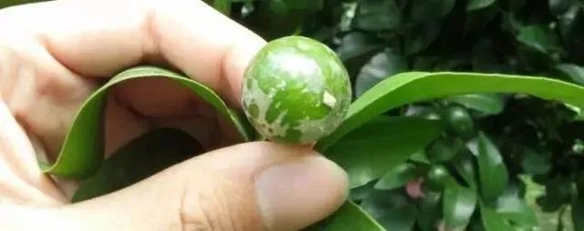 柑橘白癞病什么药特效(柑橘白绢病怎么治)