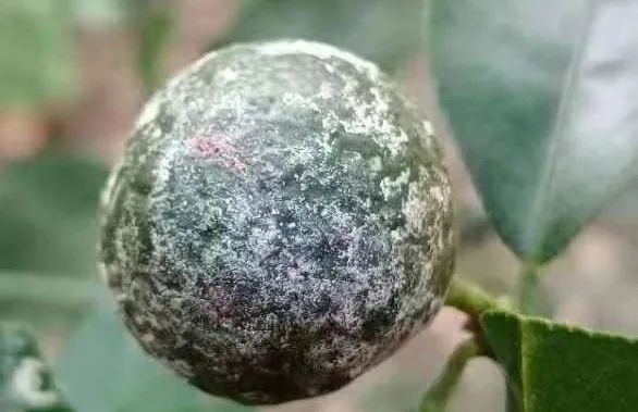 柑橘白癞病预防用什么药物好(柑橘果实白癞病用什么农药防治)