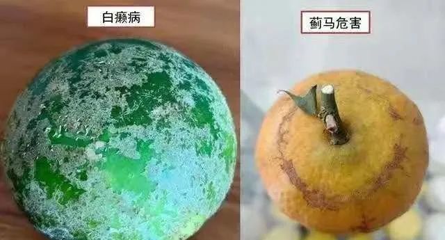 柑橘白癞病病原研究(柑橘白癞病是细菌还是真菌)