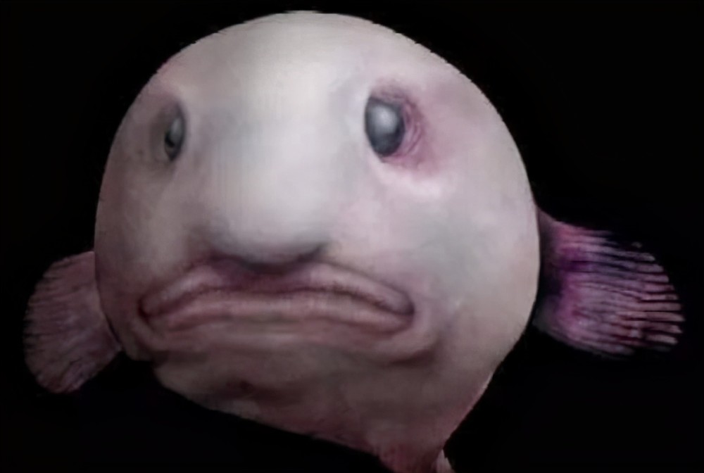 世界10大最丑的动物排行榜第一丑到离谱第三争议大 腾讯新闻