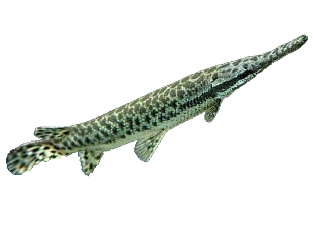 凶猛的尖嘴鳄我是白鳍鲨鱼,因拥有一对狭长,白而圆的鳍得名,冲动好战