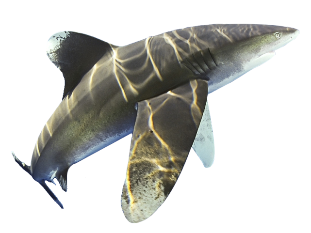 南阳恒大翡翠华庭二期