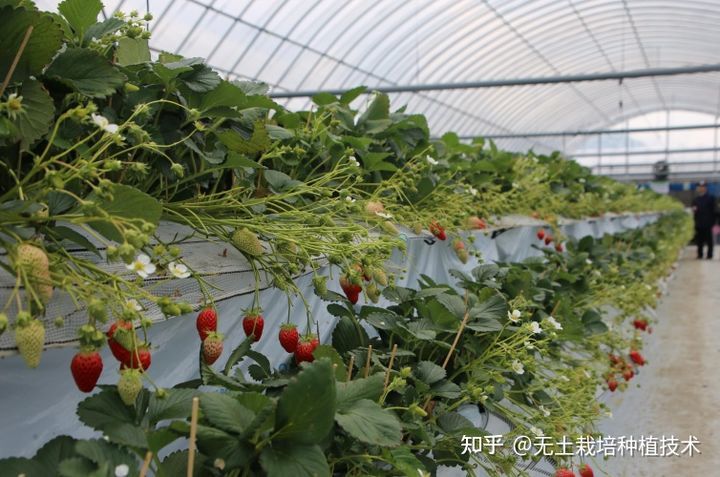 草莓无土栽培模式很多 这些模式你都见过吗 腾讯新闻