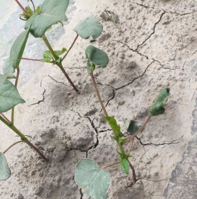 棉花棉蓟马发生特点,原因分析及防治措施