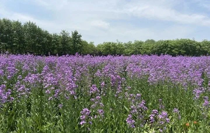 快來圍觀三臺山4萬平方紫色油菜花花開正盛