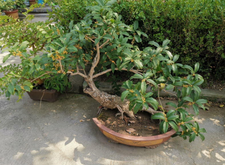 事实上,盆栽桂花树不开花的原因在于下面的这些地方,因为作为养花人的