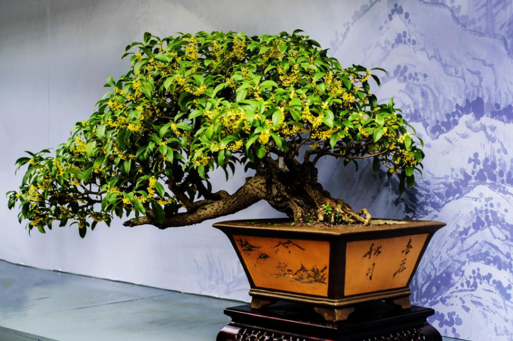 盆栽的桂花树年年不开花原因就在于没摸准这4点