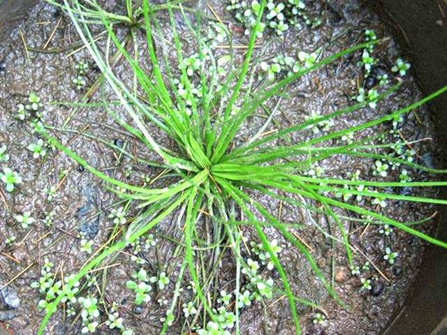 濒临灭绝的植物界大熊猫浙江一下发现了2万株一定要保护好