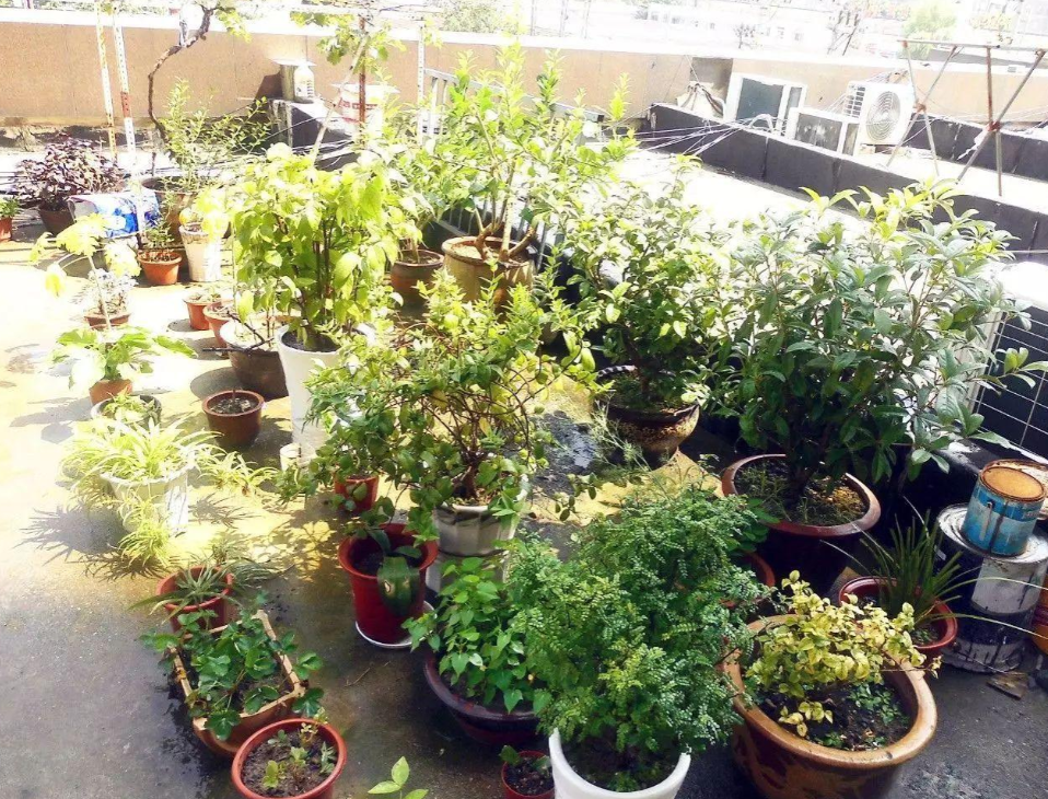 养花养根用上蛭石 老花匠 新人小白全连连称赞 腾讯新闻