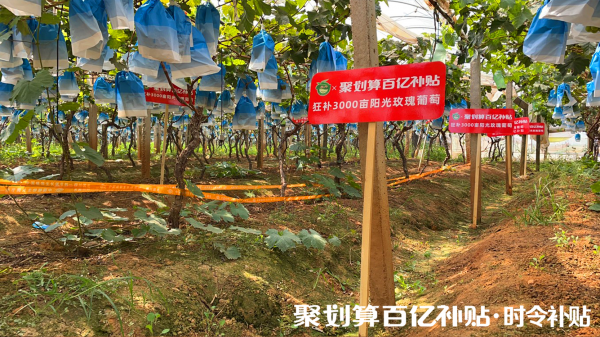 阳光玫瑰葡萄苗栽培技术视频教程全集