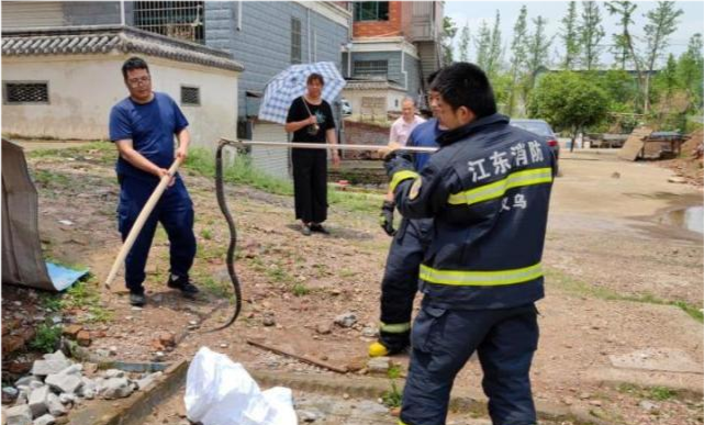 门口爬着眼镜蛇 风扇盘着赤链蛇 浙江金华义乌最近遇到蛇的人有点多 腾讯新闻