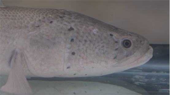 金字招牌探寻内江味道水中人参白乌鱼