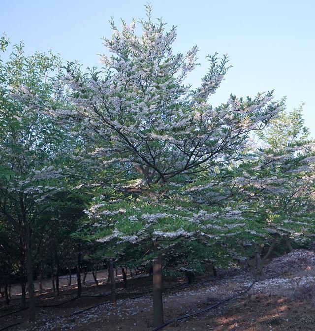 荣成玉玲花是野茉莉科落叶亚乔木,学名野茉莉,它生