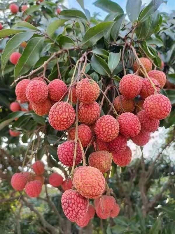 茂名电白荔枝节开幕瞄准荔枝精深加工行业发展