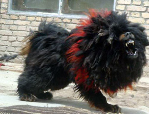 不惧怕任何暴力藏獒之王"鬼獒王",全世界仅一只!