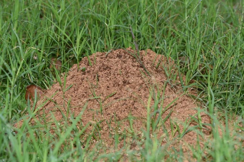 蚁巢系统图片