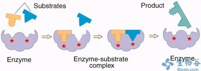 酶催化过程就需要通过构象变化来结合相应的底物.