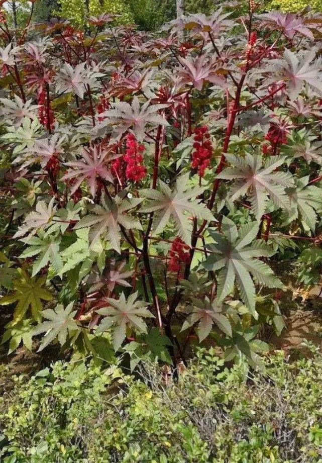 后要立马拔掉,留着就是祸害|紫茉莉|马缨丹|商陆|种子|蓖麻|黄顶菊