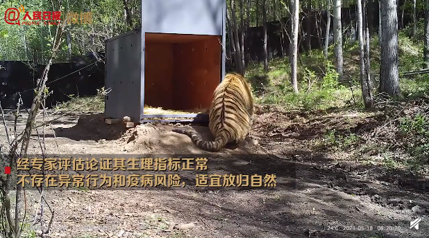东北虎完达山1号放归自然现场身形健硕试探着走出铁箱