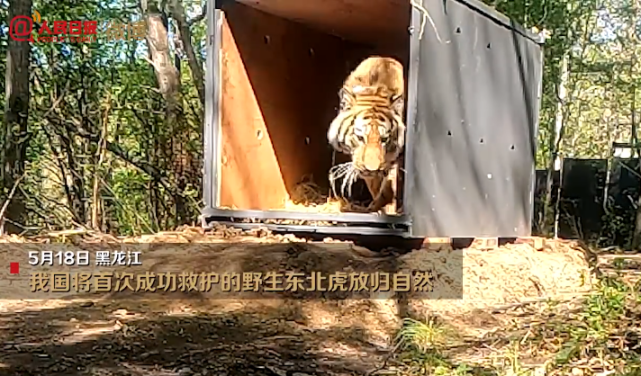 东北虎完达山1号放归自然现场身形健硕试探着走出铁箱