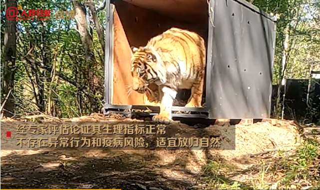东北虎完达山1号放归自然现场身形健硕试探着走出铁箱