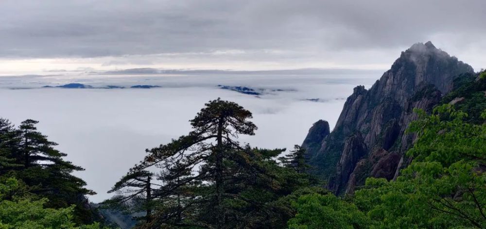 入夏的黄山,天气凉爽且多雨水.雨后,黄山云雾遮掩群山,处处清新自然.